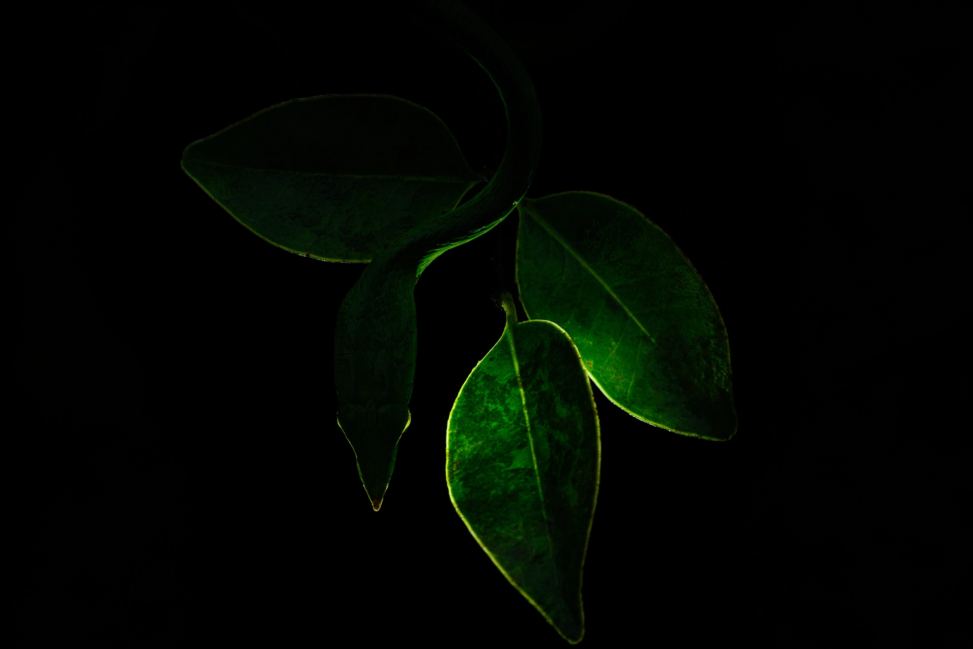 Art in Nature