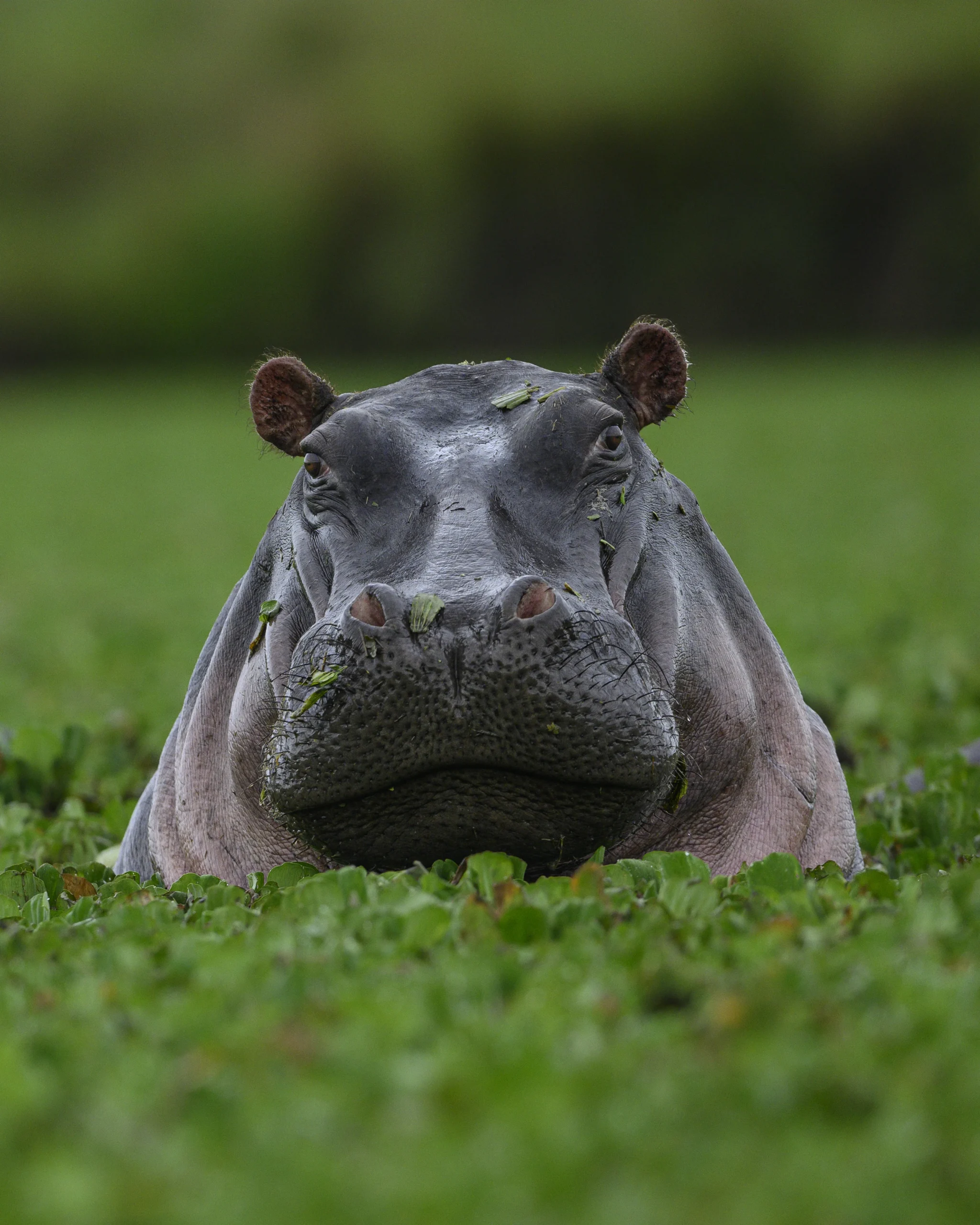 Animalscapes