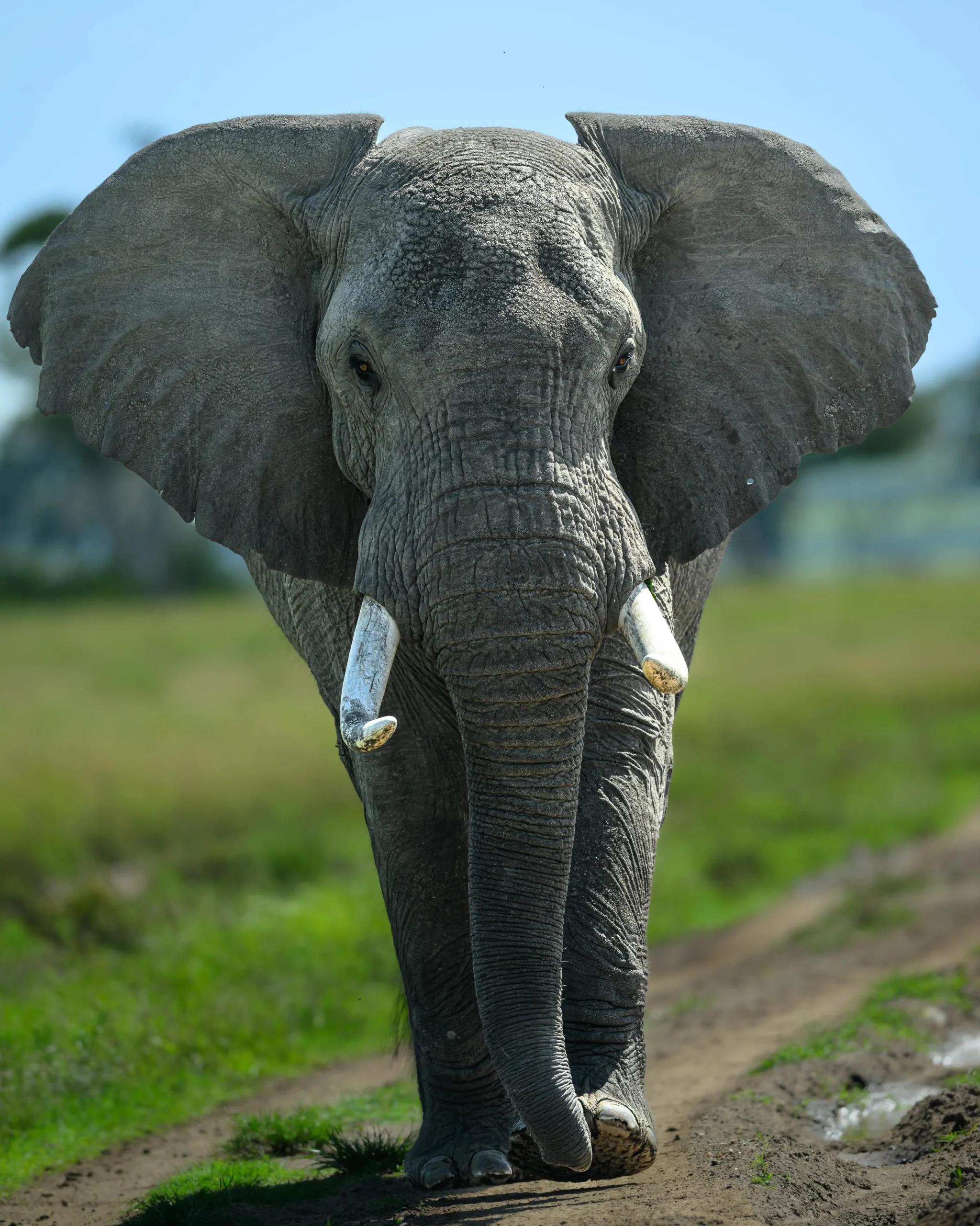 Mammals